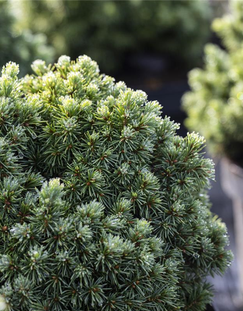 Picea glauca 'Echiniformis'