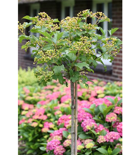 Viburnum opulus 'Compactum'