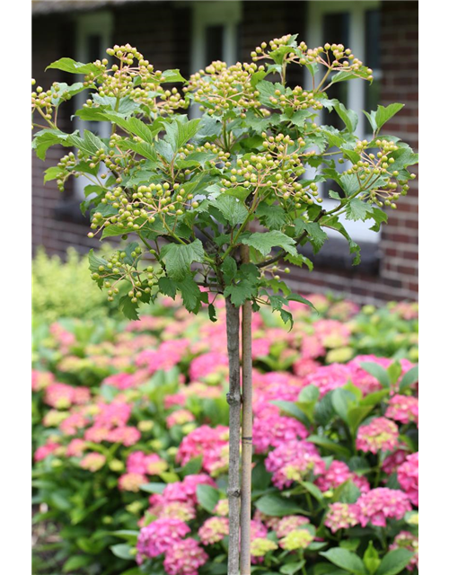 Viburnum opulus 'Compactum'