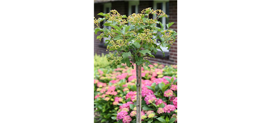 Viburnum opulus 'Compactum'