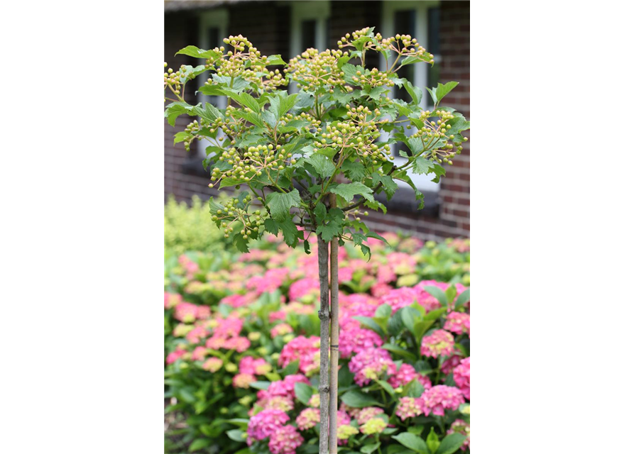 Viburnum opulus 'Compactum'