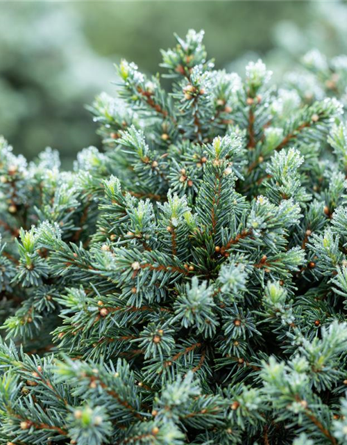 Picea glauca 'Echiniformis'