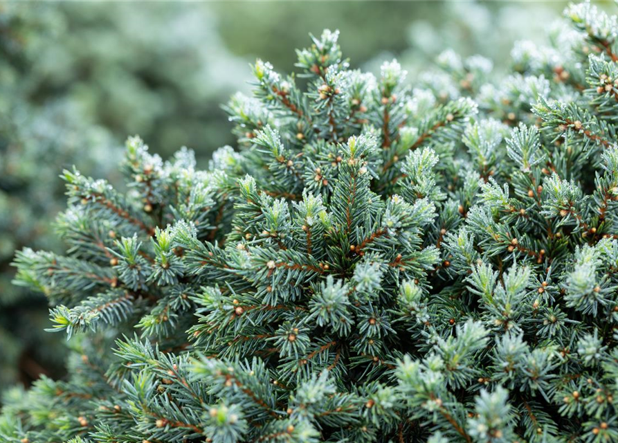 Picea glauca 'Echiniformis'