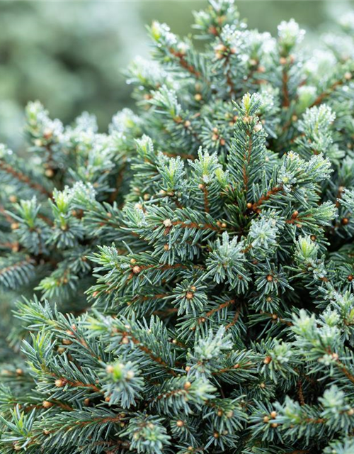 Picea glauca 'Echiniformis'