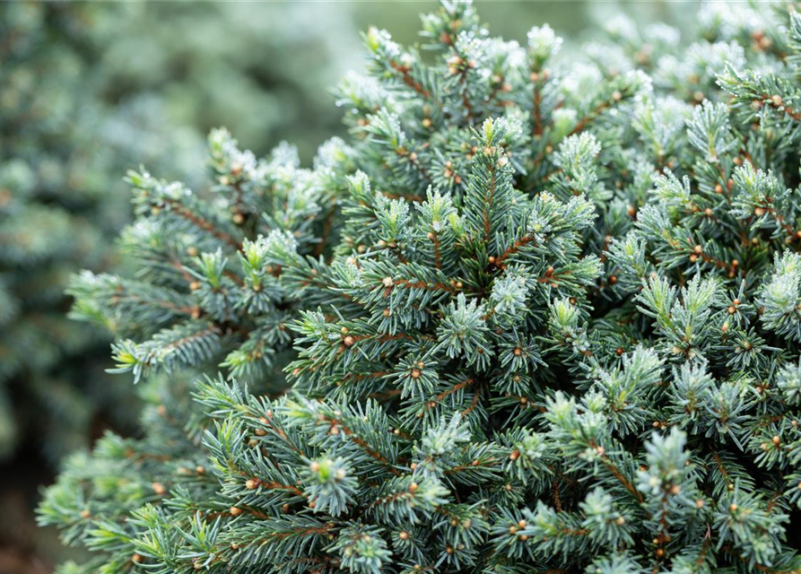 Picea glauca 'Echiniformis'