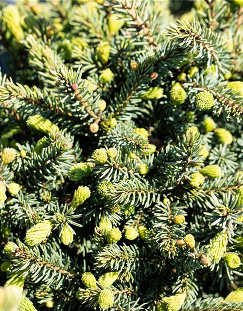 Picea glauca 'Echiniformis'