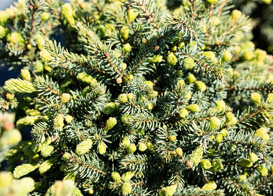 Picea glauca 'Echiniformis'