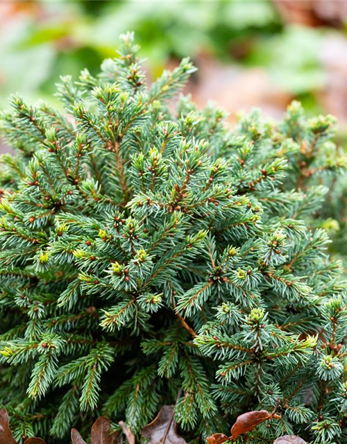 Picea glauca 'Echiniformis'