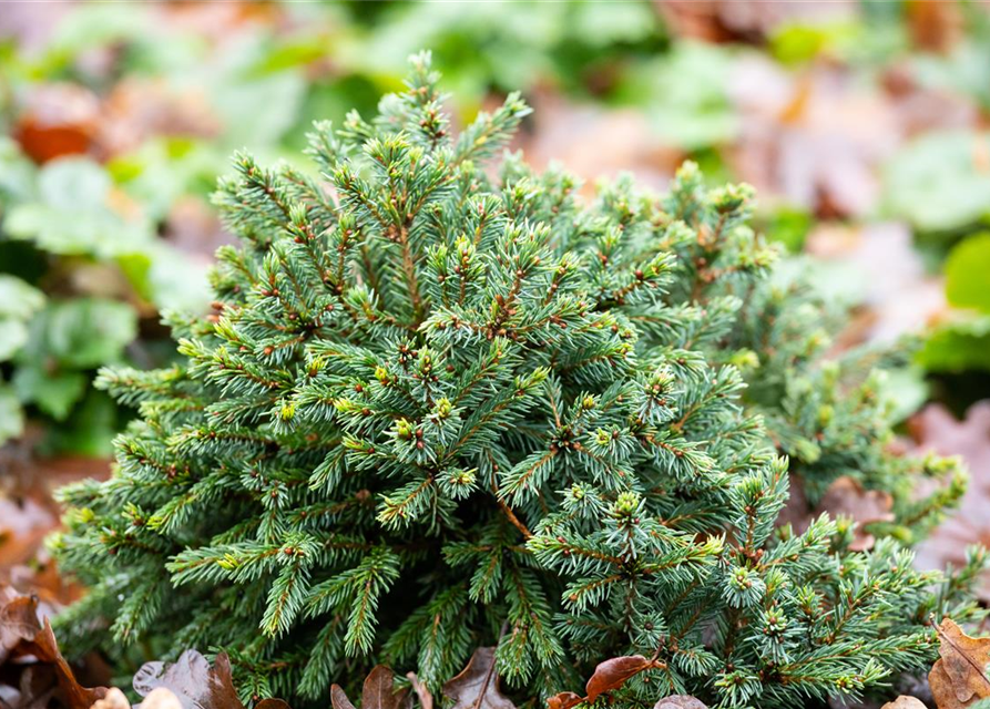 Picea glauca 'Echiniformis'