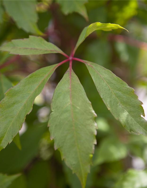 Parthenocissus quinquefolia 'Engelmannii'