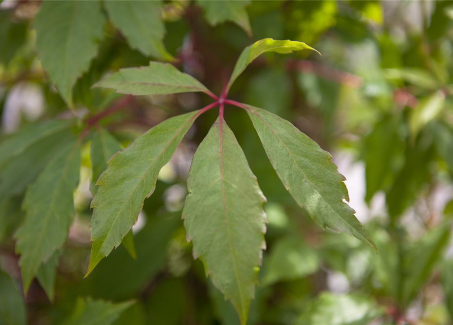 Parthenocissus quinquefolia 'Engelmannii'