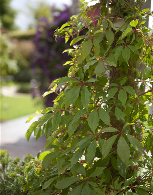 Parthenocissus quinquefolia 'Engelmannii'