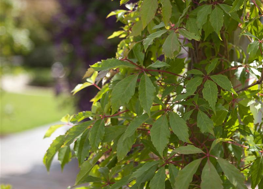 Parthenocissus quinquefolia 'Engelmannii'