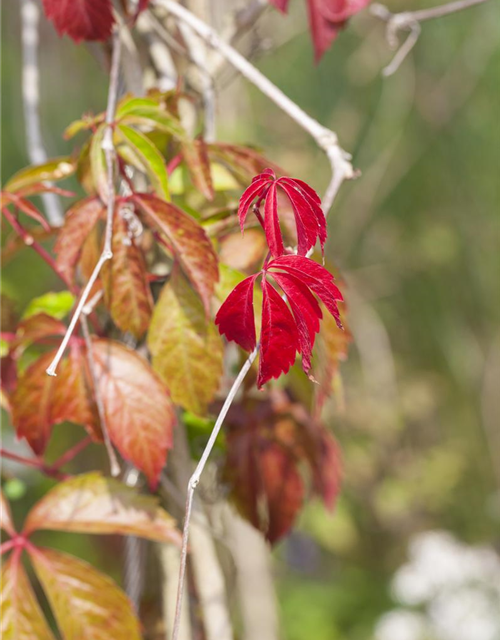 Parthenocissus quinquefolia 'Engelmannii'