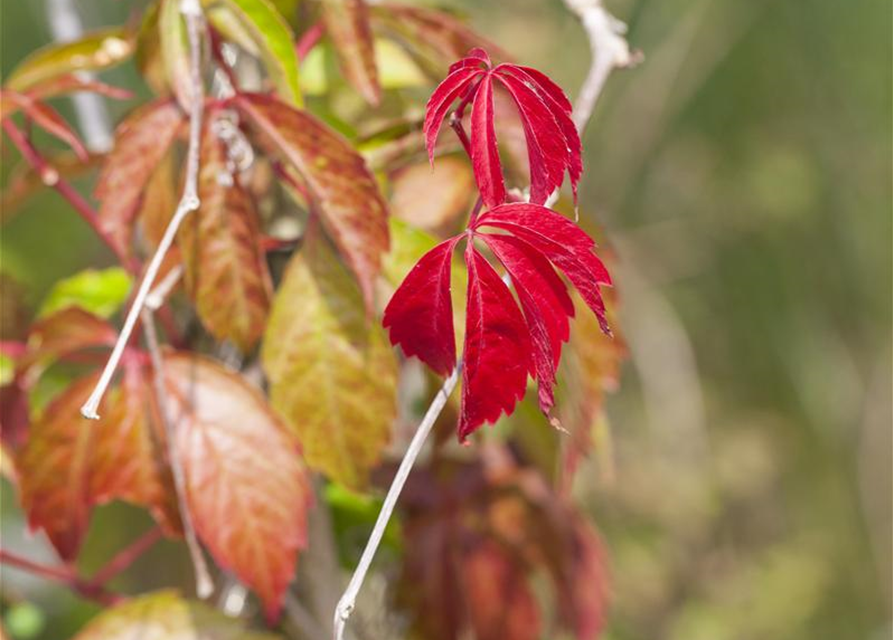 Parthenocissus quinquefolia 'Engelmannii'