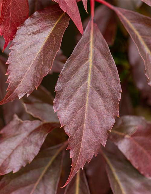 Parthenocissus quinquefolia 'Engelmannii'