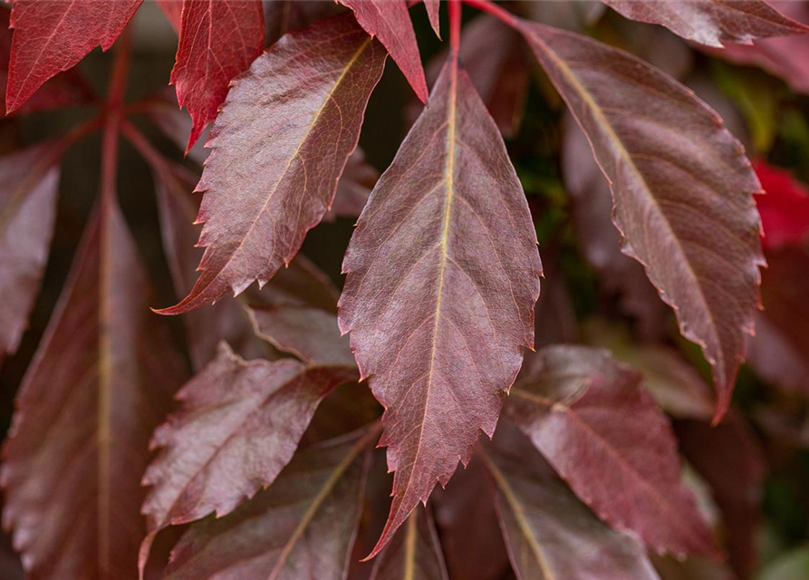 Parthenocissus quinquefolia 'Engelmannii'