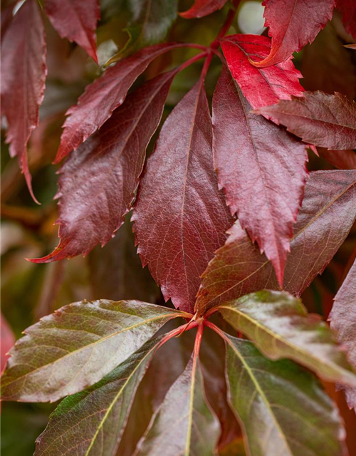 Parthenocissus quinquefolia 'Engelmannii'