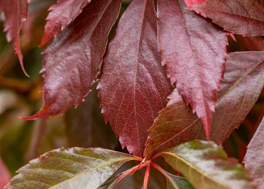 Parthenocissus quinquefolia 'Engelmannii'