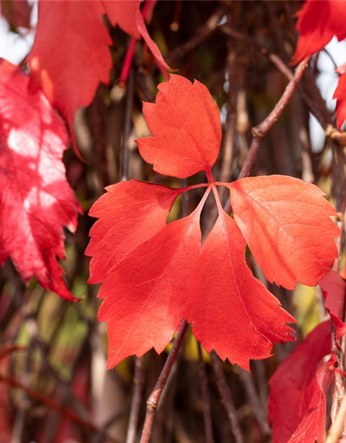 Parthenocissus quinquefolia 'Engelmannii'