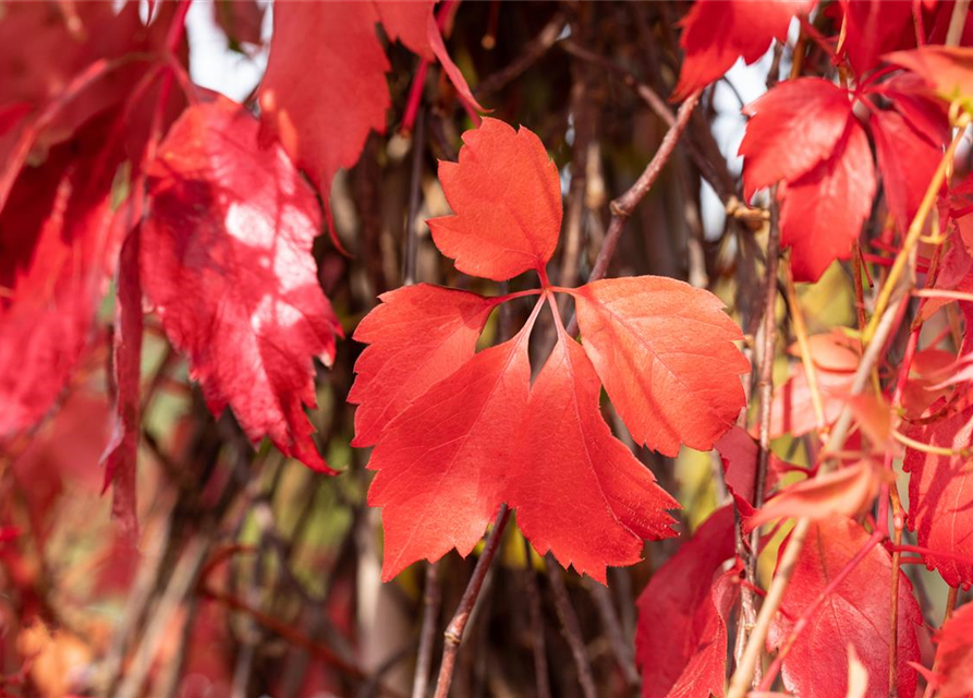 Parthenocissus quinquefolia 'Engelmannii'