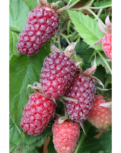 R Rubus fruticosus x idaeus 'Tayberry' ® CAC