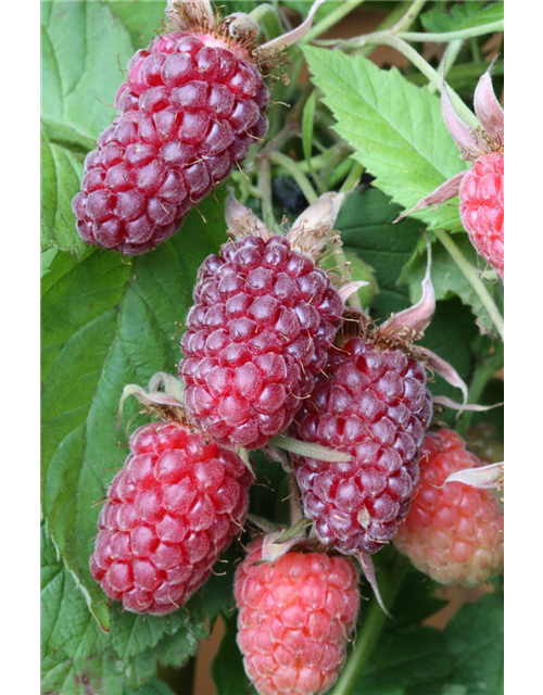 R Rubus fruticosus x idaeus 'Tayberry' ® CAC