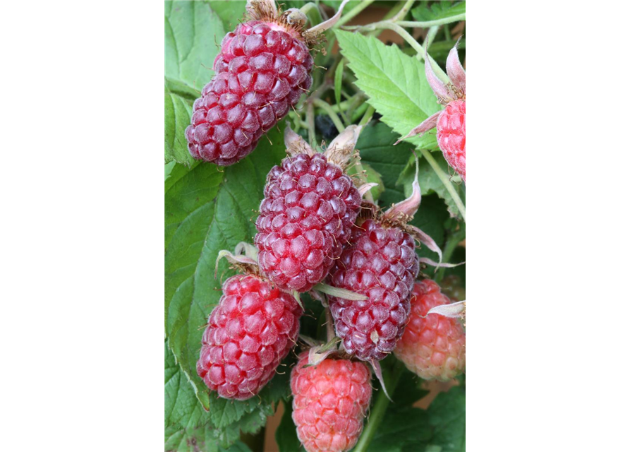 R Rubus fruticosus x idaeus 'Tayberry' ® CAC