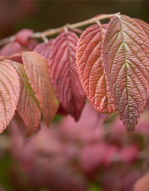 Viburnum plicatum 'Mariesii'