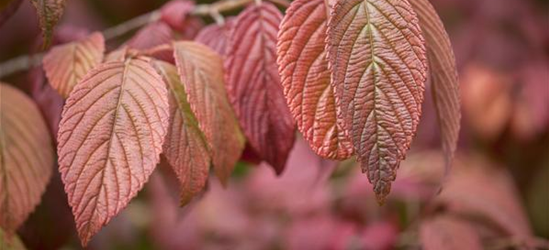 Viburnum plicatum 'Mariesii'