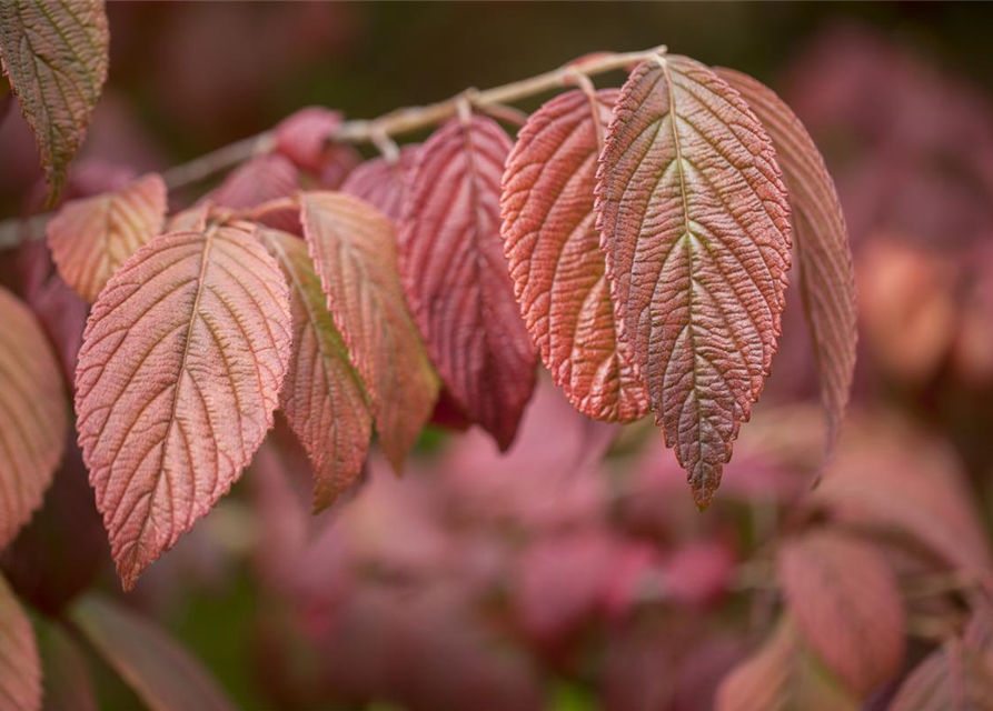 Viburnum plicatum 'Mariesii'