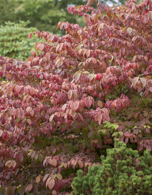 Viburnum plicatum 'Mariesii'