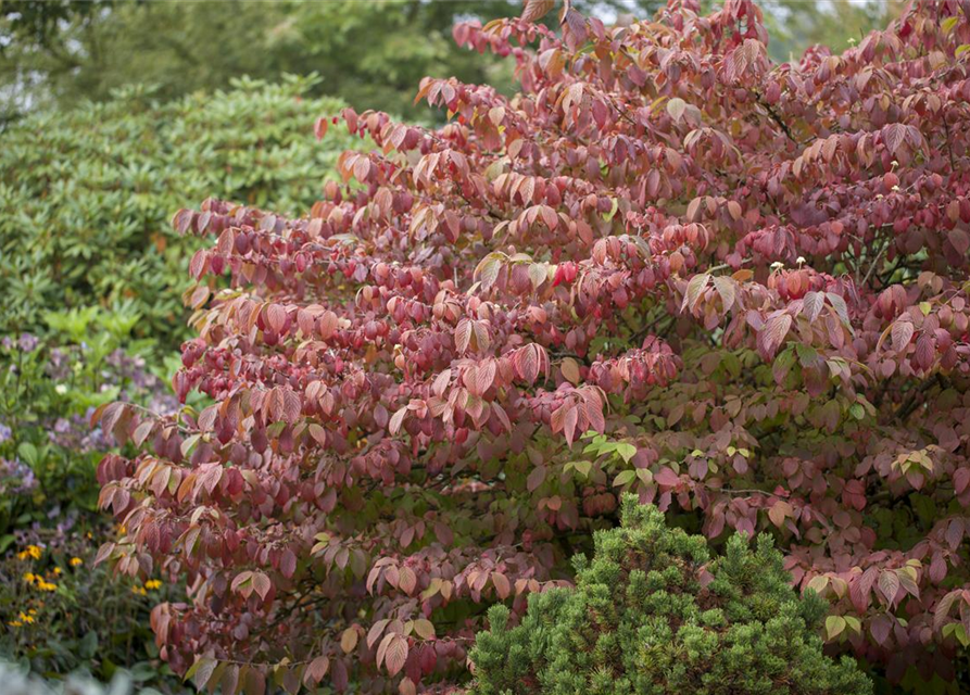 Viburnum plicatum 'Mariesii'