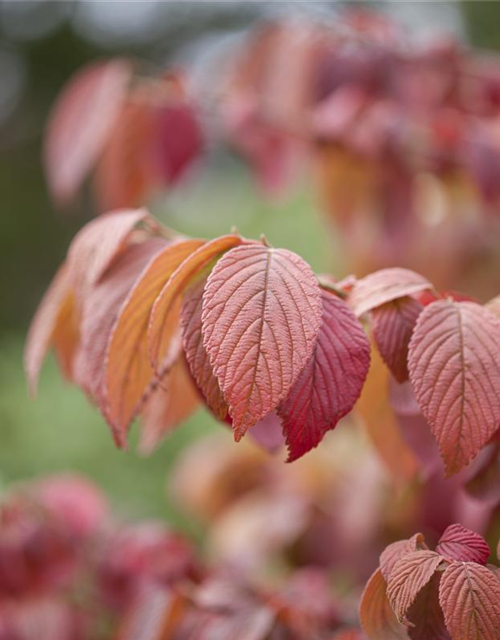 Viburnum plicatum 'Mariesii'