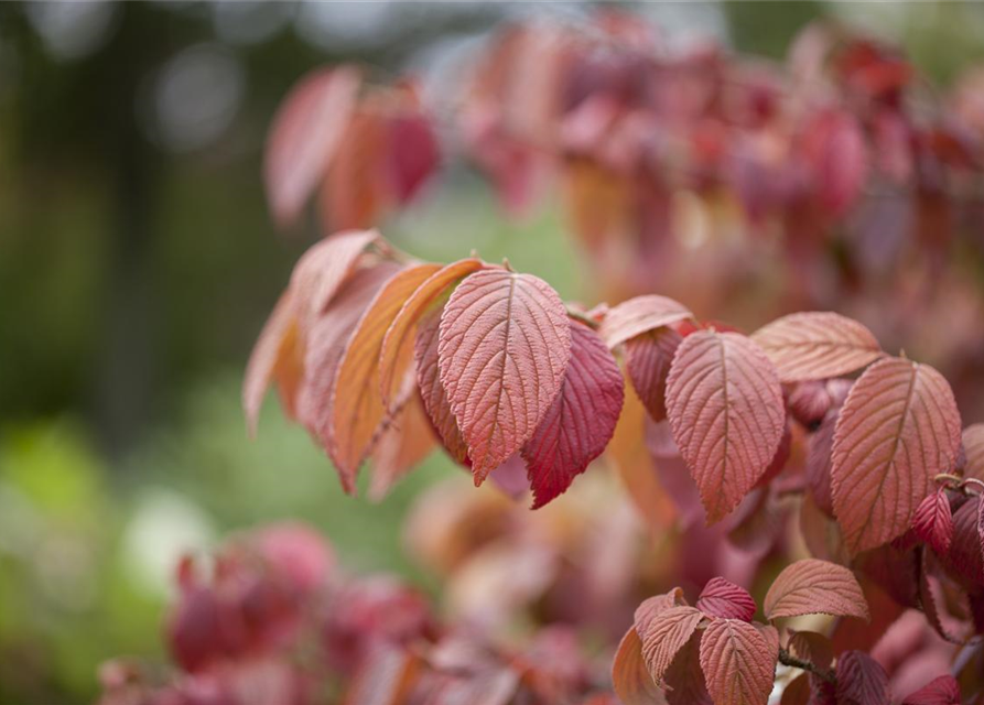 Viburnum plicatum 'Mariesii'