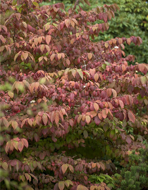 Viburnum plicatum 'Mariesii'