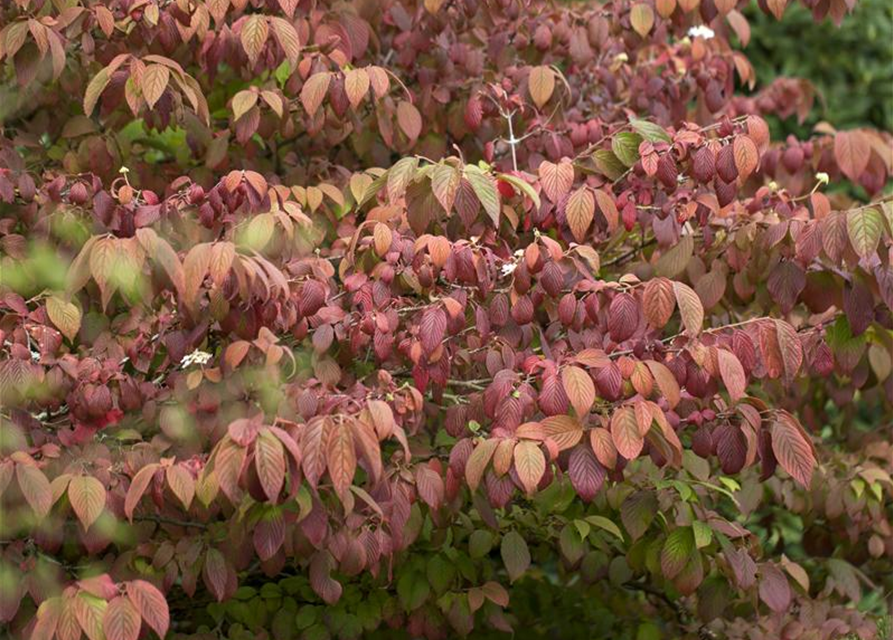 Viburnum plicatum 'Mariesii'