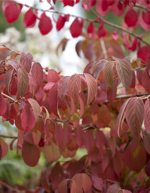 Viburnum plicatum 'Mariesii'