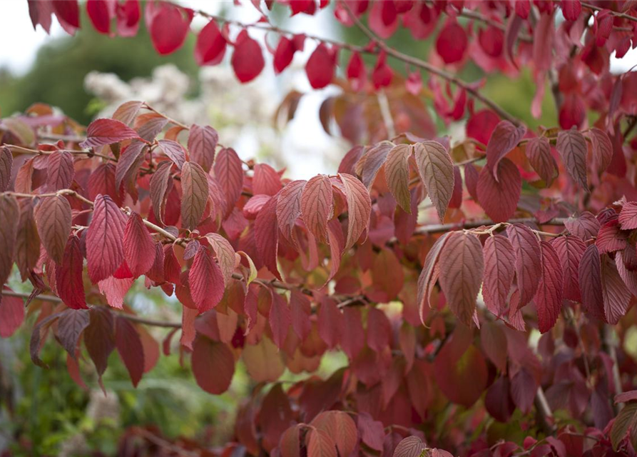 Viburnum plicatum 'Mariesii'