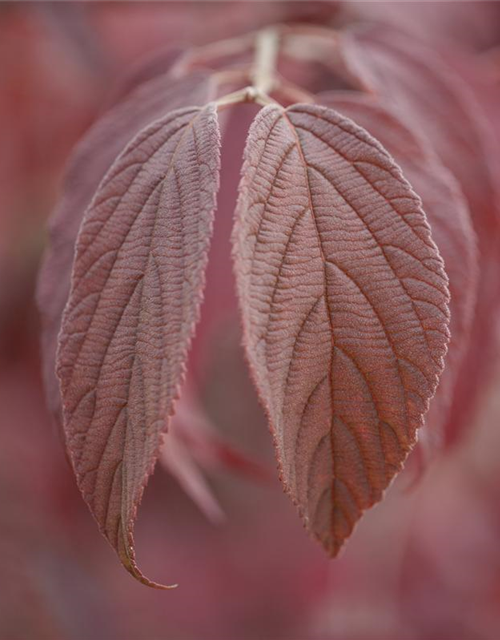 Viburnum plicatum 'Mariesii'