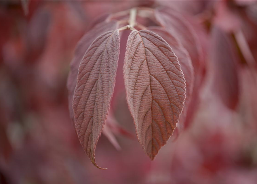 Viburnum plicatum 'Mariesii'