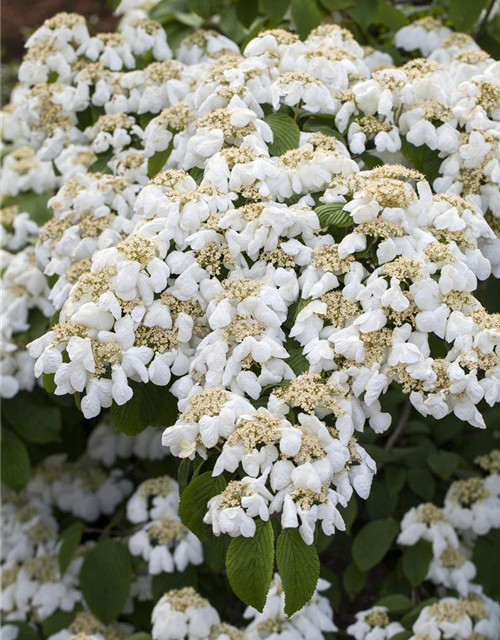 Viburnum plicatum 'Mariesii'