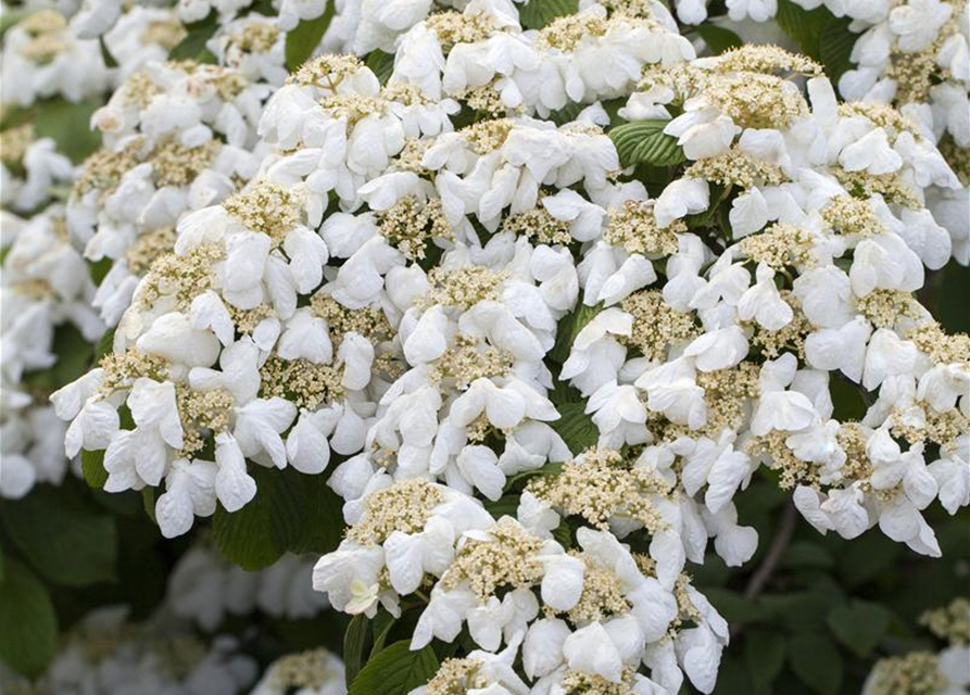 Viburnum plicatum 'Mariesii'