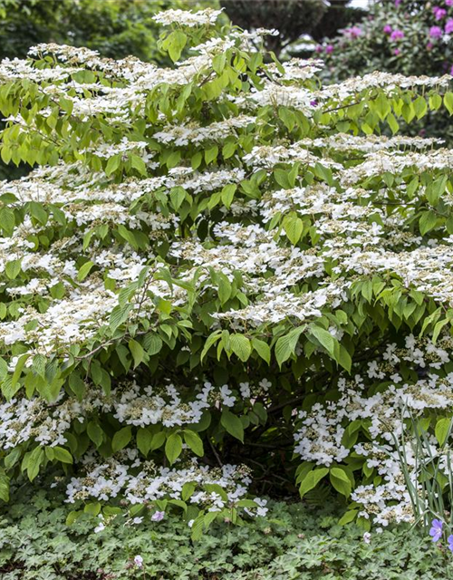 Viburnum plicatum 'Mariesii'