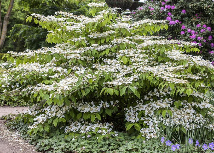 Viburnum plicatum 'Mariesii'