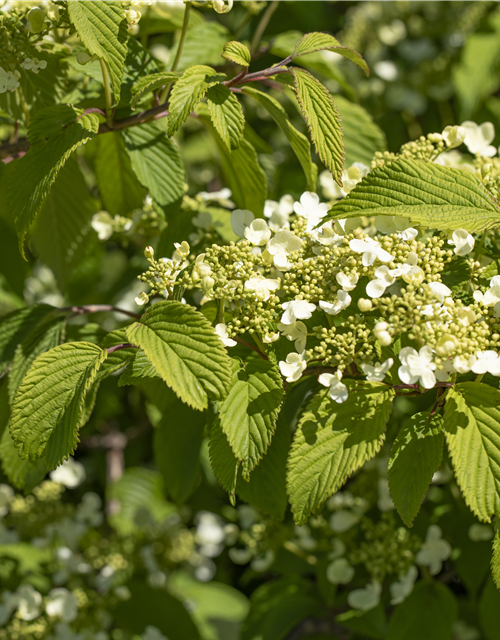 Viburnum plicatum 'Mariesii'