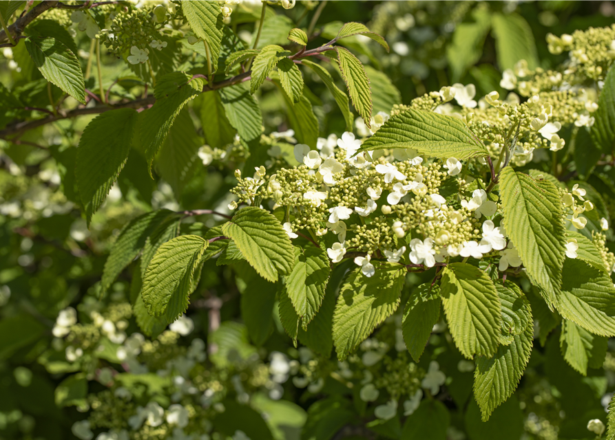 Viburnum plicatum 'Mariesii'