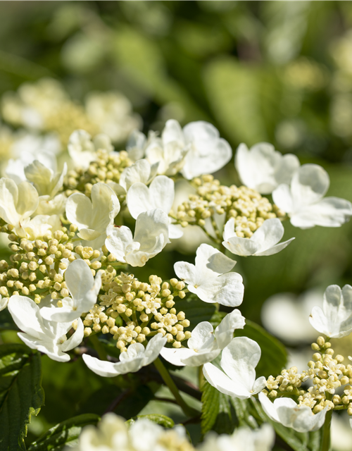 Viburnum plicatum 'Mariesii'