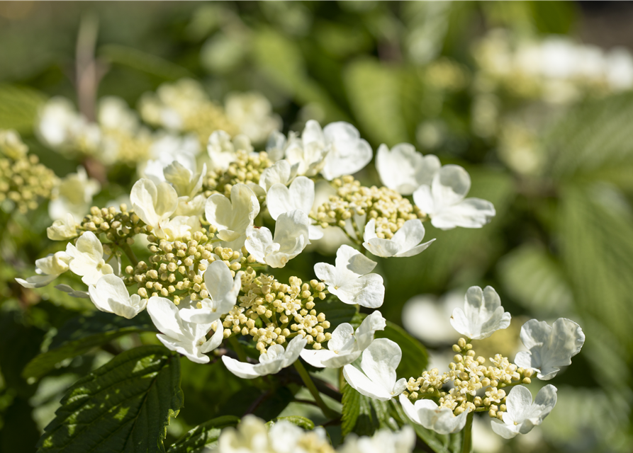 Viburnum plicatum 'Mariesii'