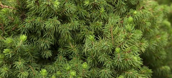 R Picea glauca 'Daisy White'